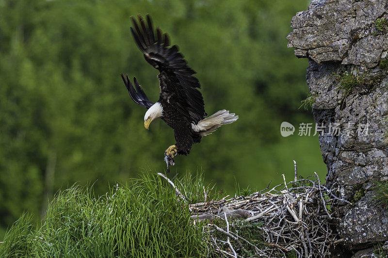 白头Haliaeetus leucocephalus，阿拉斯加卡特迈国家公园，库卡克湾的秃鹰和它的巢。它的爪子里有一条鱼。